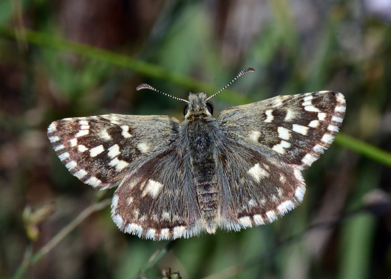 Pyrgus malvoides ?